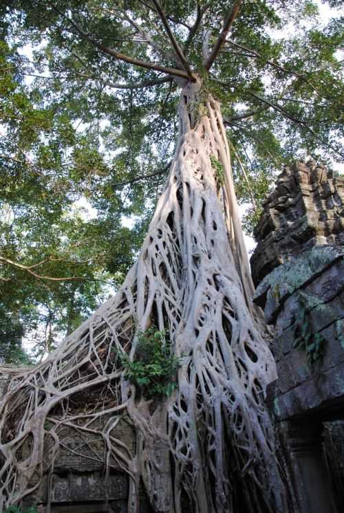 ANGKOR WAT HALF MARATHON 2013